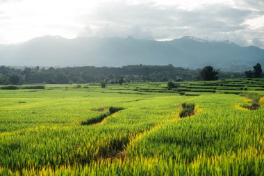 Kırsaldaki pirinç ve pirinç tarlaları yukarıda şekillenir.