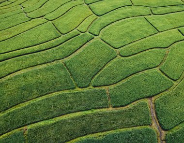 Yüksek açılı yeşil pirinç tarlası sabah