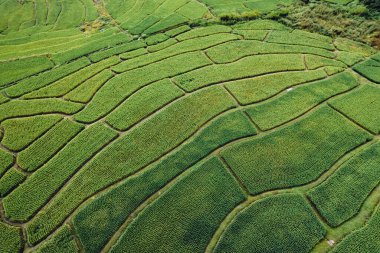Yüksek açılı yeşil pirinç tarlası sabah