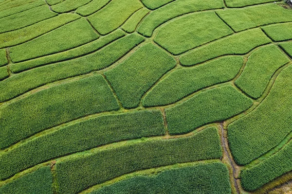 Високий Кут Зеленого Рисового Поля Вранці — стокове фото