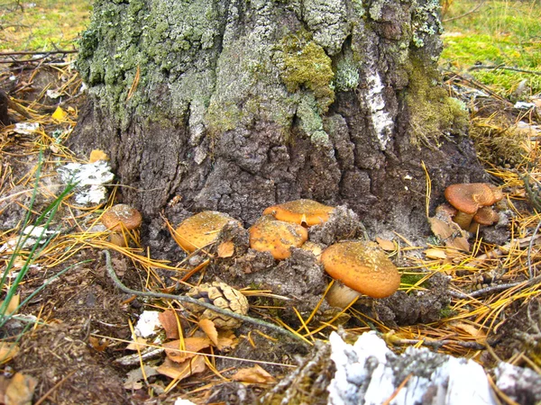 버 치 아래 버섯 — 스톡 사진