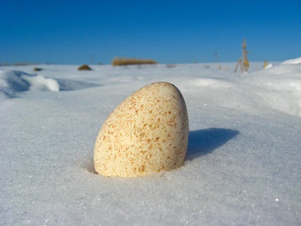 Das Truthahn-Ei im Schnee — Stockfoto