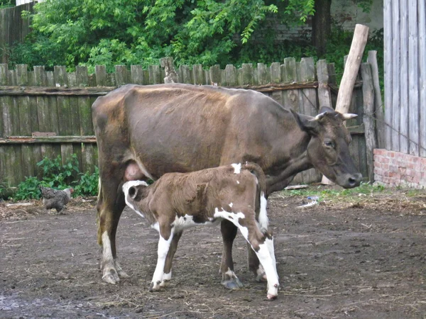 Grey cow with calf in the yard — Stock Photo, Image