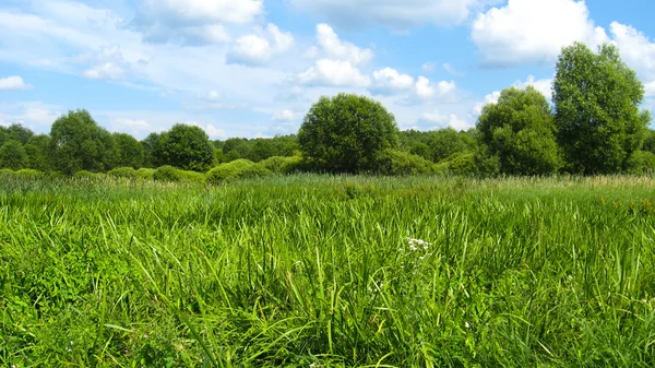 Zomer landschap — Stockfoto