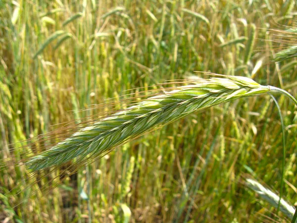 Spille del frumento — Foto Stock