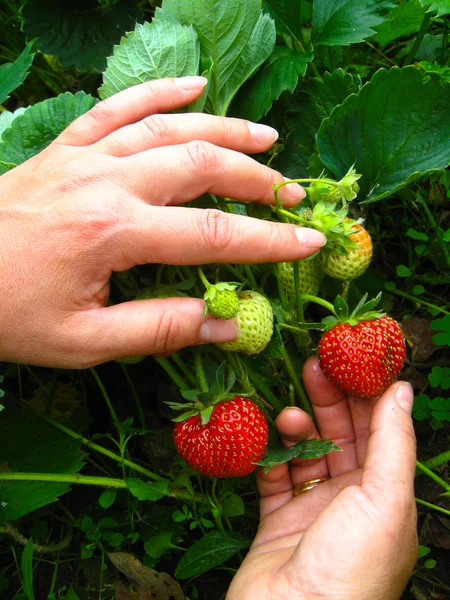 Vrouw handen aan te raken de aardbeien — Stockfoto