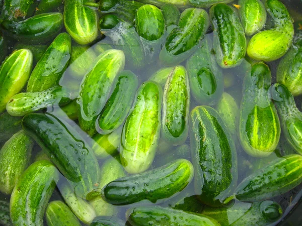 Komkommers bereiden voor behoud — Stockfoto