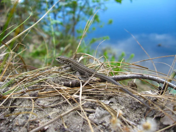 El lagarto gris cerca del río — Foto de Stock