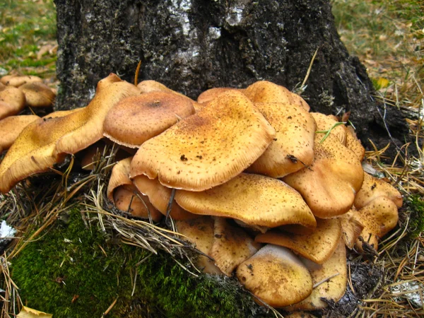 Mushrooms under a birch — Stock Photo, Image
