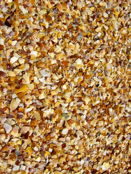 Fundo de areia e cockleshells — Fotografia de Stock