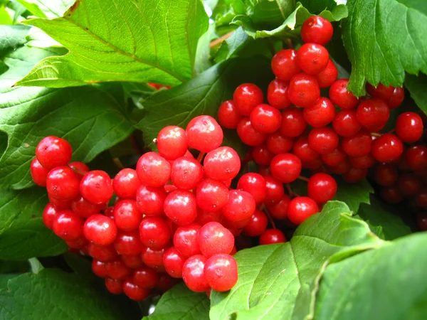 Clusters of a red ripe guelder-rose — Stock Photo, Image