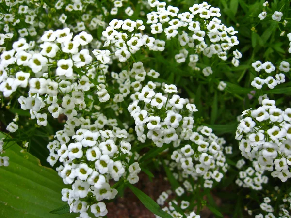Mnoho bílých květin na postel — Stock fotografie