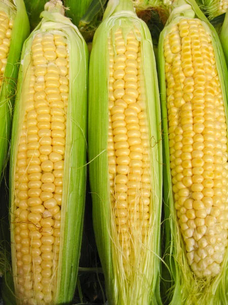 Cosecha de un maíz — Foto de Stock