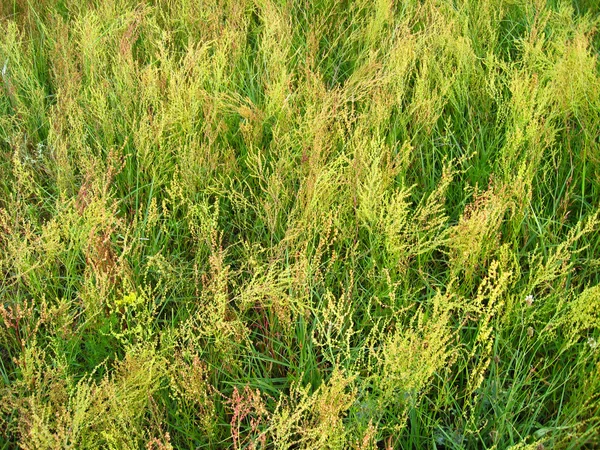 Thrickets of a high green grass — Stock Photo, Image