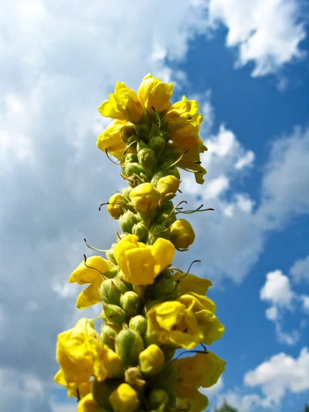 Yellow flowers and clouds — Stock Photo, Image