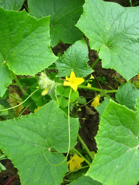 Blomma av en gurka med lämnar — Stockfoto