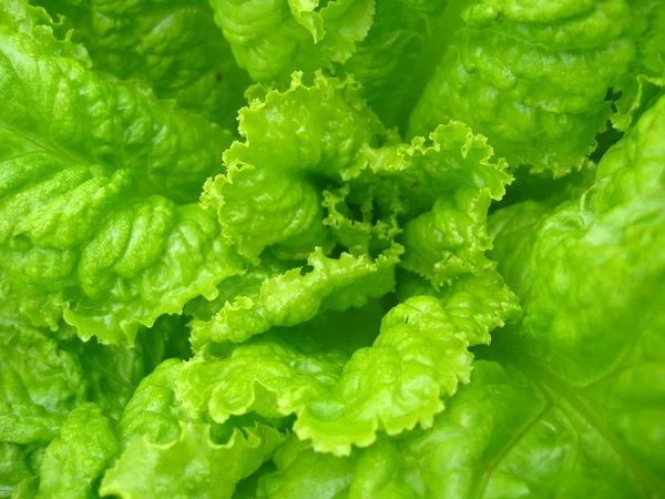 Green leaves of useful lettuce — Stock Photo, Image