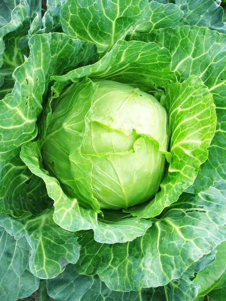 Big head of cabbage — Stock Photo, Image