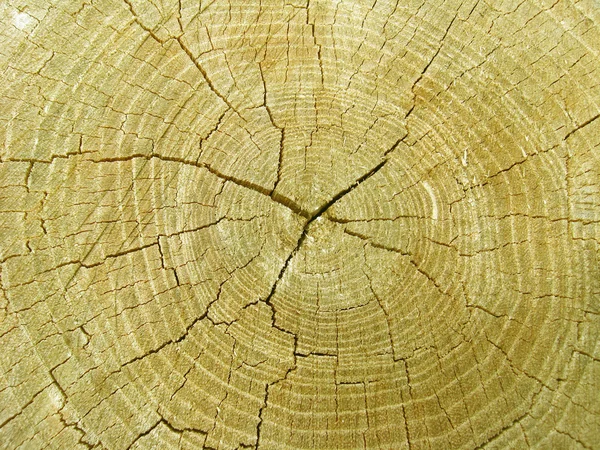 Pattern on a cut of a tree — Stock Photo, Image