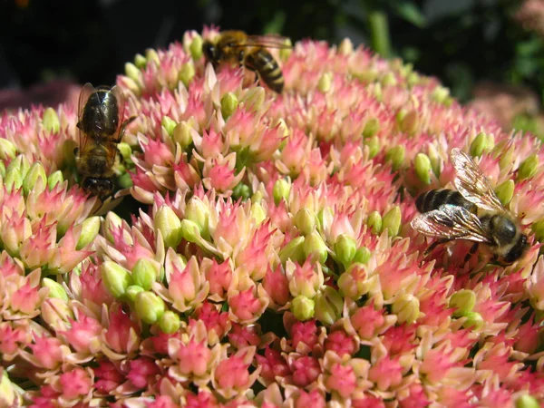 Bin samlar nektar på blomman — Stockfoto