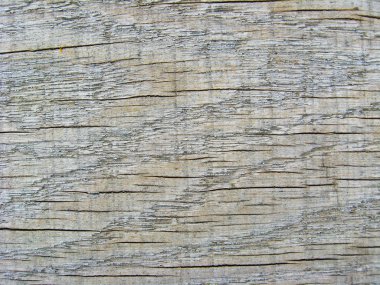 bir ağaç bir kesim düzeni