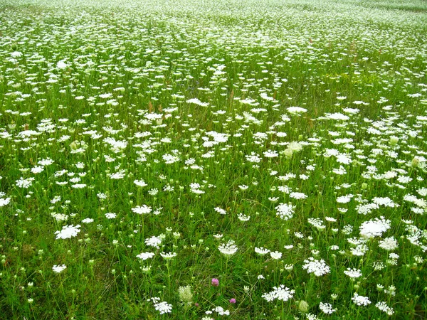 花のフィールドを持つ夏の風景 — ストック写真