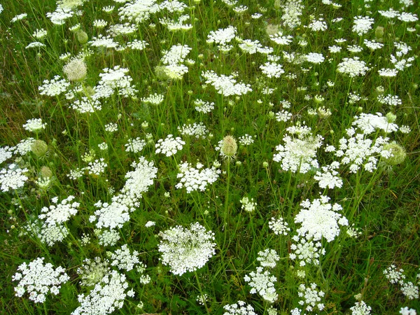 Sommerlandschaft mit Blumenfeld — Stockfoto