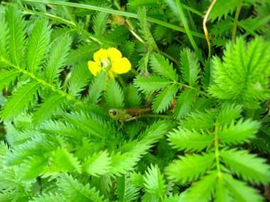 yeşil bir çırpı içinde yeşil çekirge