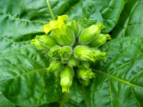 Flowers of tobacco — Stock Photo, Image