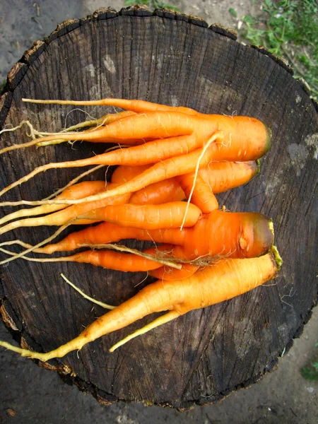 A bunch of pulled out carrots — Stock Photo, Image