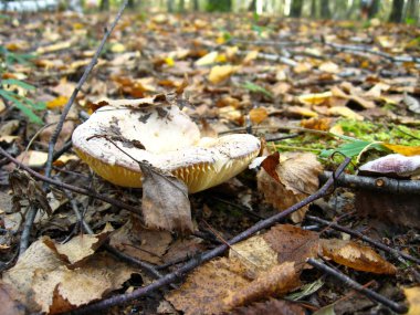 Inedible mushroom in a wood clipart
