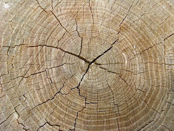 El patrón sobre el corte del árbol — Foto de Stock