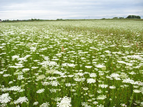 白い花のフィールドを持つ夏の風景 — ストック写真