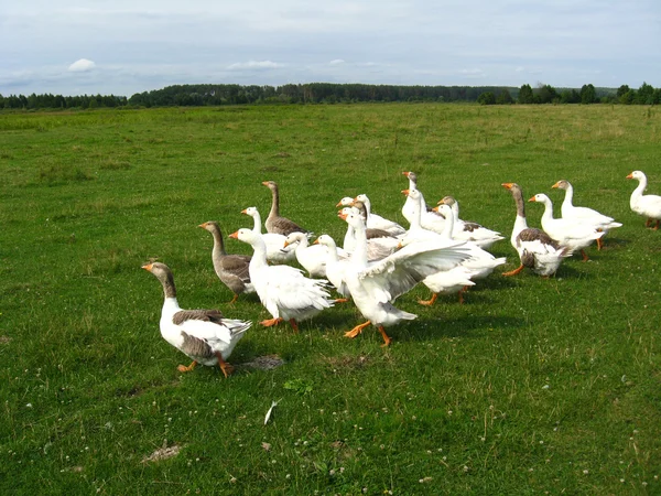 Voo de gansos brancos em um prado — Fotografia de Stock