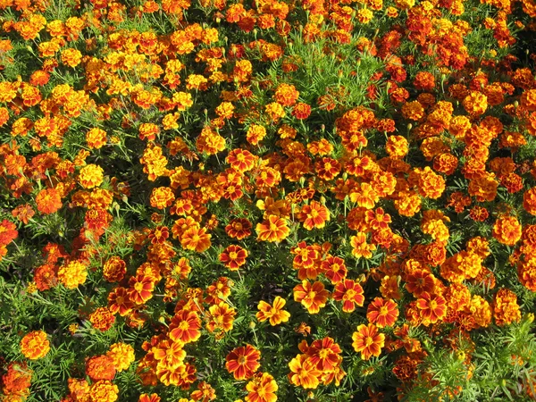 Piękna kwiatów Aksamitka — Zdjęcie stockowe
