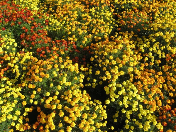 Krásné květiny tagetes — Stock fotografie