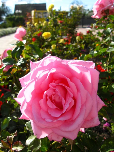 Eine schöne Blume aus rosa Rose — Stockfoto