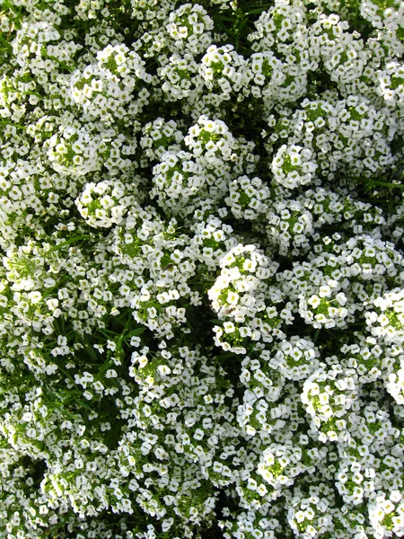 Viele weiße Blumen auf dem Beet — Stockfoto