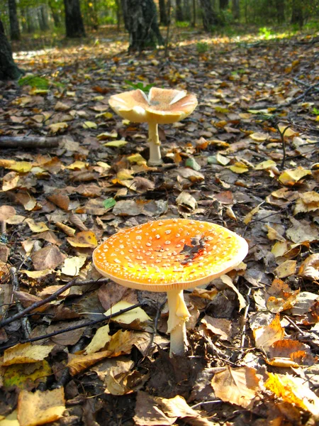 Seta inestable de setas en un bosque — Foto de Stock