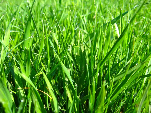 Thrickets av en hög grönt gräs — Stockfoto