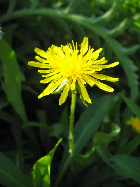 민들레의 독특한 노란 꽃 — 스톡 사진