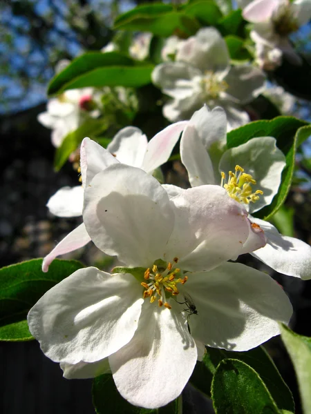 Blomma av ett äppelträd — Stockfoto