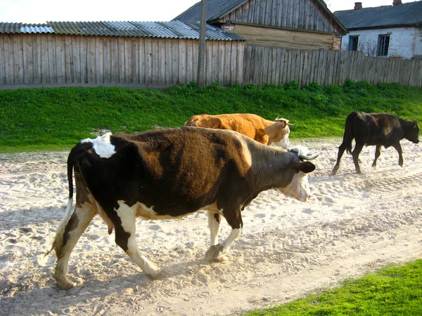Kor som går från en betesmark — Stockfoto