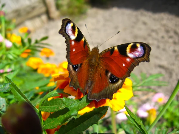 La farfalla dell'occhio di pavone sul fiore — Foto Stock