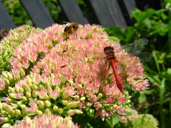 Trollslända och bee sitter på blommor — Stockfoto