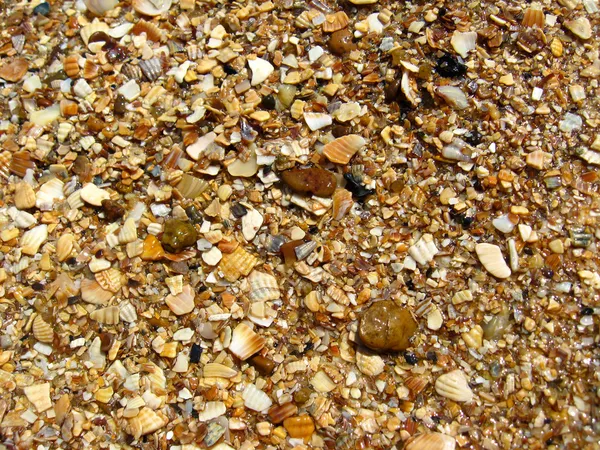 Achtergrond van zand en cockleshells — Stockfoto
