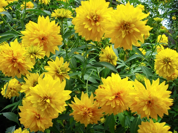 Some beautiful yellow flowers — Stockfoto