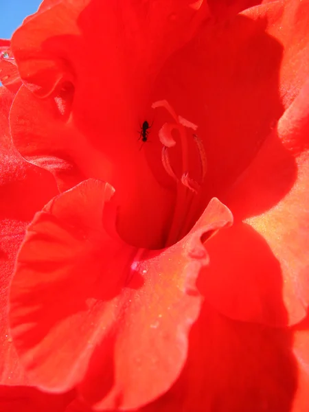 Piękny kwiat mieczyk — Zdjęcie stockowe
