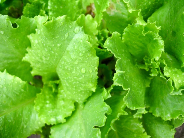 Hojas verdes de ensalada útil — Foto de Stock