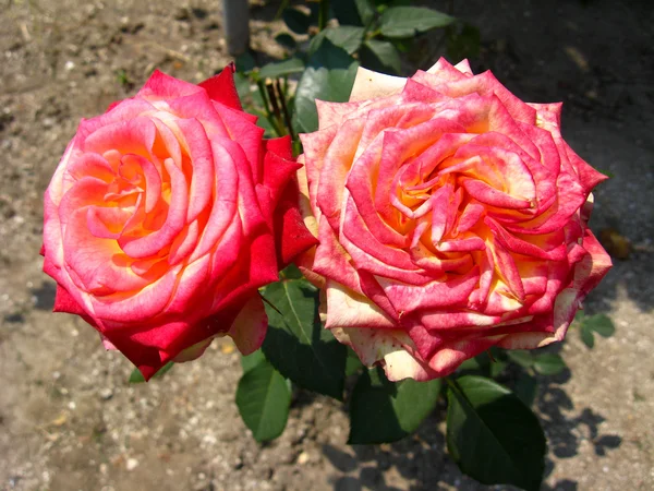 一双美丽的红玫瑰的花 — 图库照片